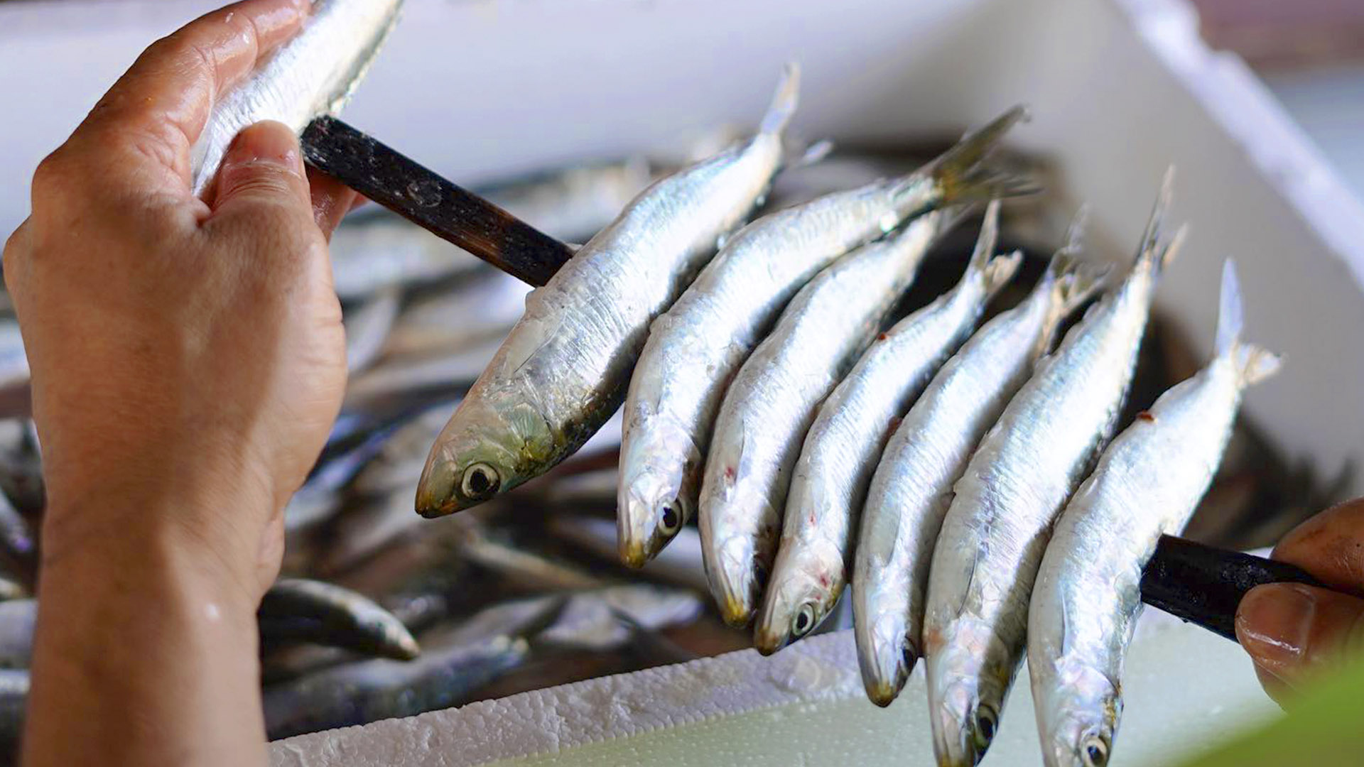 Deliciosas y saludables: las sardinas en espeto malagueñas conquistan paladares y turistas en la Costa del Sol